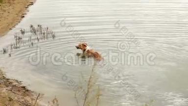 博尔佐伊狗在水里游泳